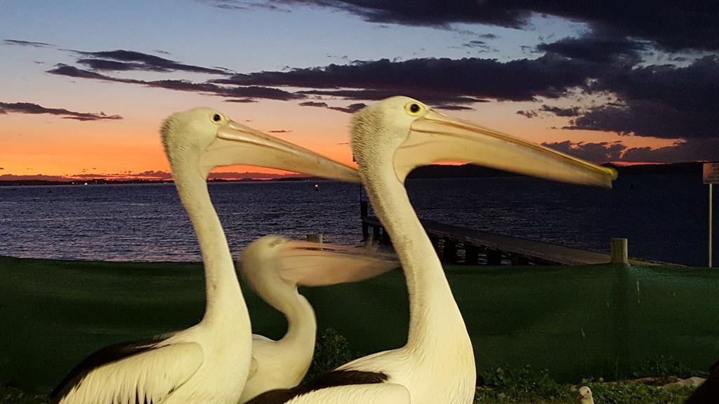 Admiral Nelson Motor Inn Nelson Bay Εξωτερικό φωτογραφία